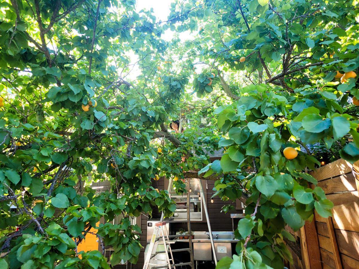 Tree House Cafe in West Sacramento offers customers with excess fruit, including apricots: give 50, get a $50 gift card.