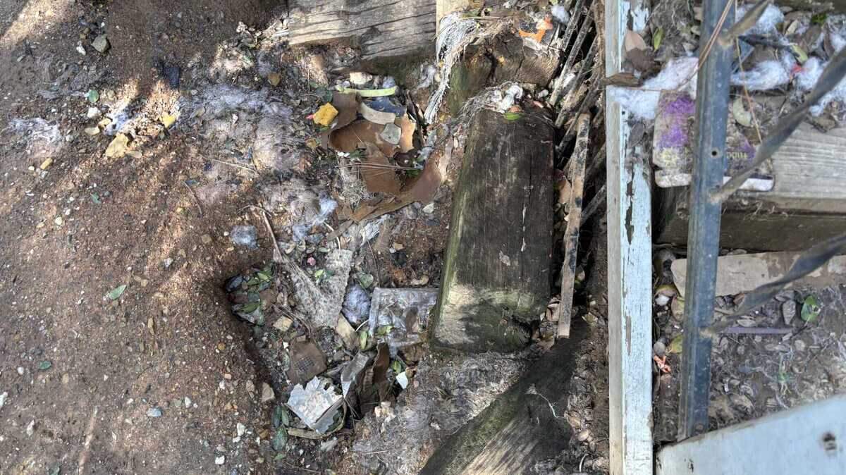 Authorities on Tuesday March 18, 2025, arrested Rita Marie Cox and her husband on animal cruelty charges after authorities found 18 dogs living in hazardous conditions at their home in the 10100 block of Dana Court in Grass Valley.