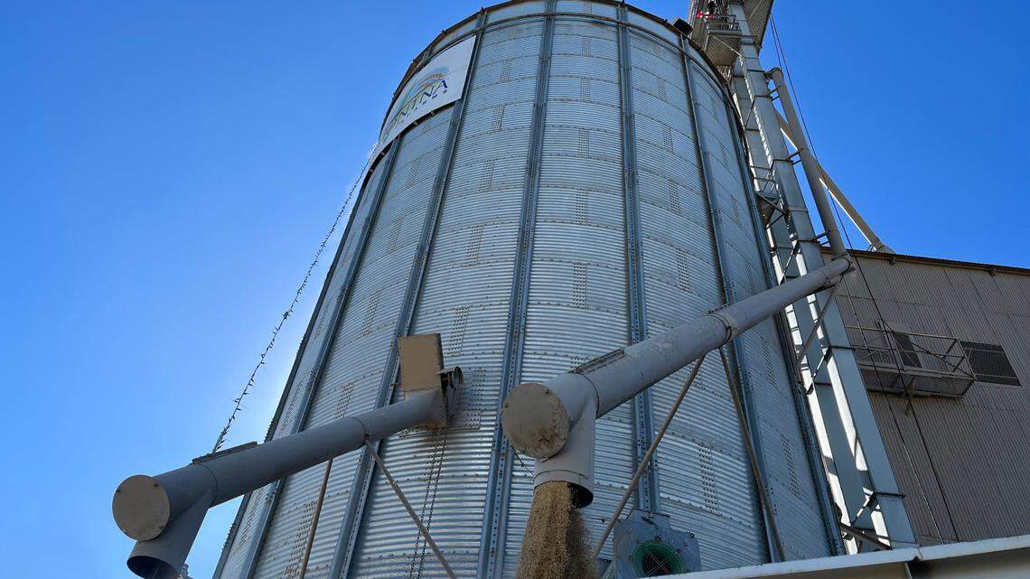 Dried rice pours into the bed of a truck parked Tuesday at the Montna Farms drying and storing facility south of Yuba City.