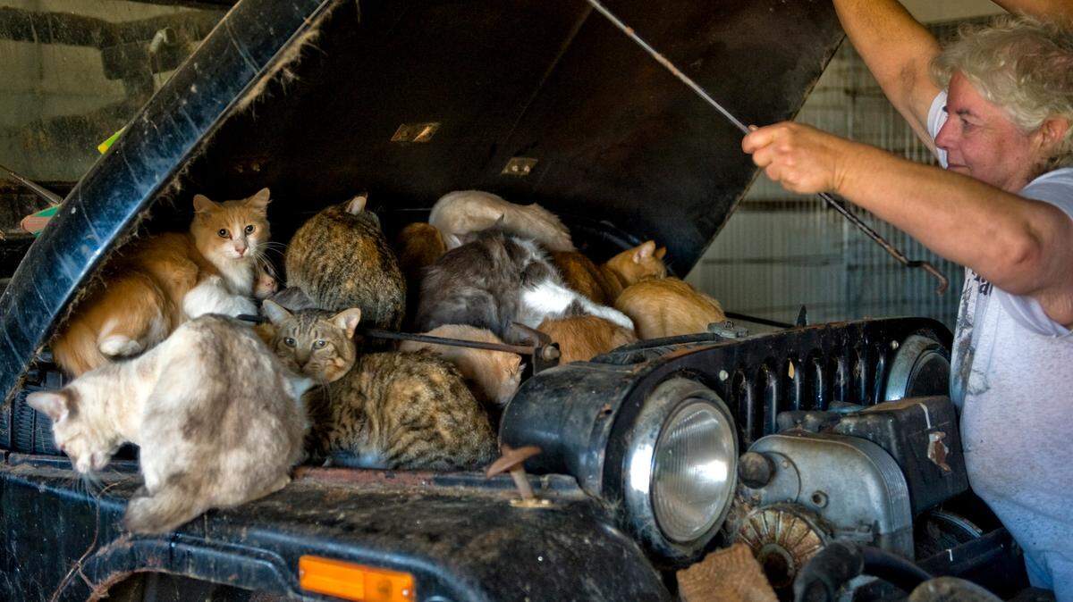 A woman lifts the hood of a car in her garage to try and find the seven cats she would like to keep after animal control and police condemned her south Sacramento home in 2009. Numerous complaints had been made about the smell coming from the home, and more than 75 cats were found. These cats ran into the Jeep to hide.