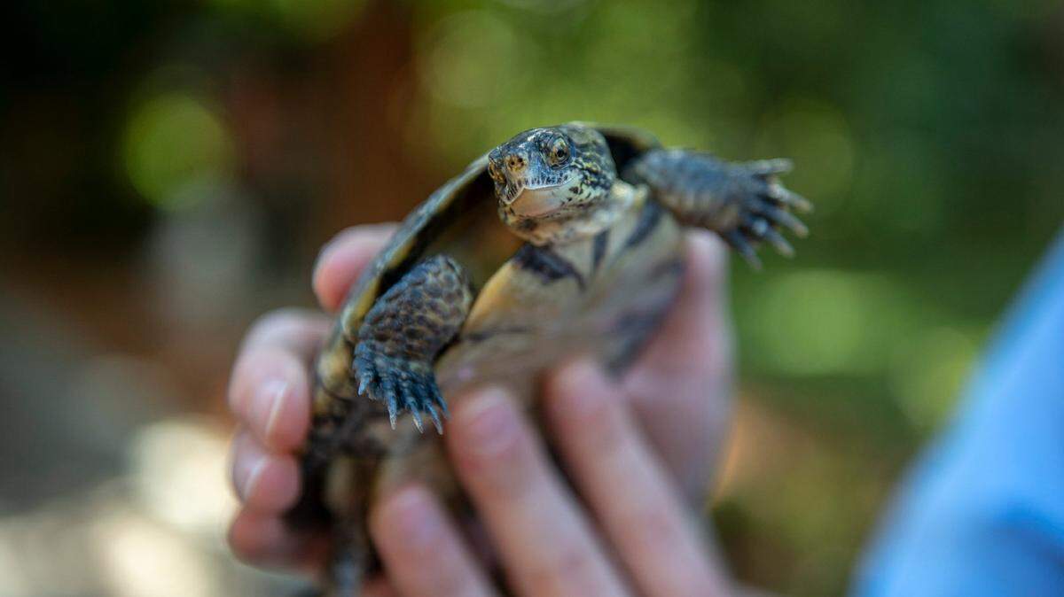 Jason Jacobs, Exec. Dir. of the Sacramento Bee holds a western pond turtle at the Sacramento Zoo on Tues., Oct. 2, 2018.