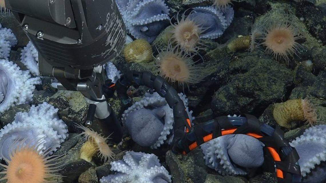The team’s remotely operated vehicle measures temperatures and oxygen levels in octopuses’ nests.