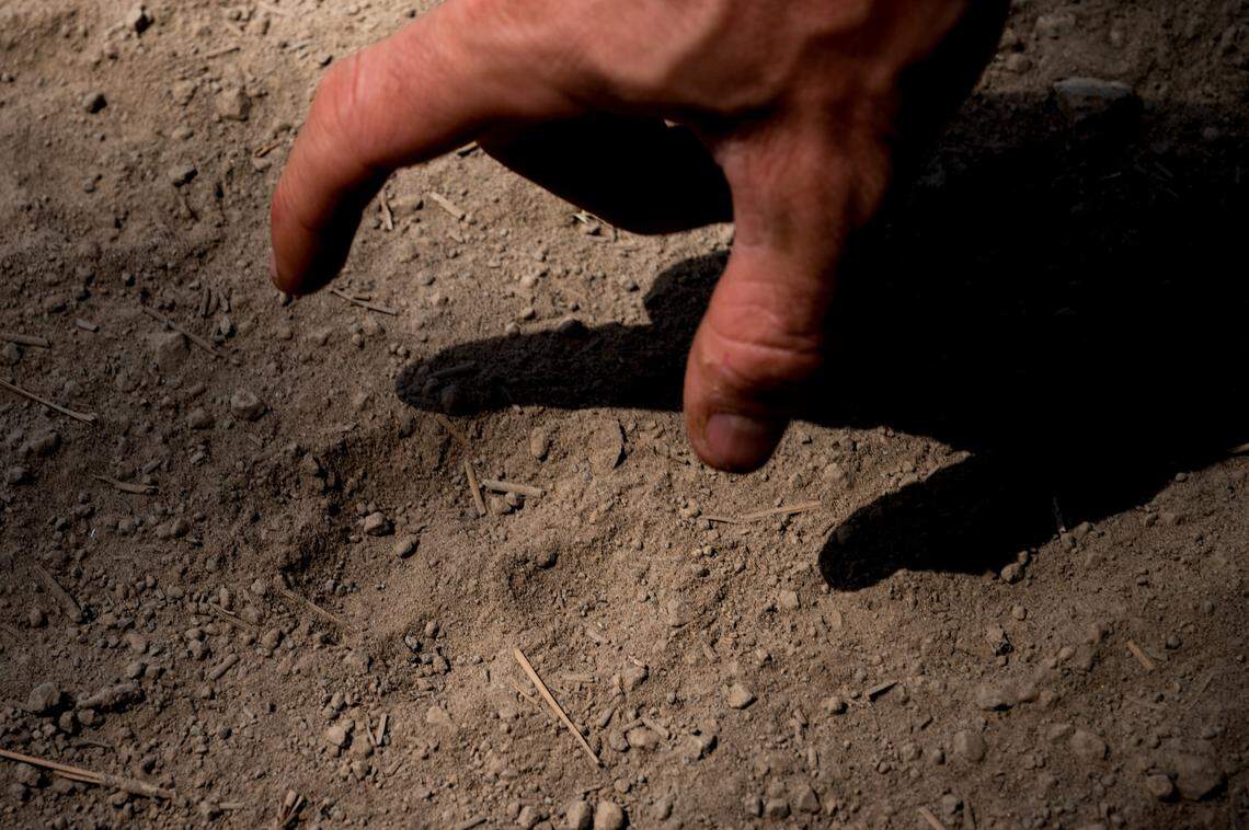 Axel Hunnicutt, chief wolf biologist and gray wolf coordinator for the California Department of Fish and Wildlife, identifies a wolf track on a path in Clover Valley on June 5, 2025. He was encouraged to find no signs that the wolves he’s tracking in the area had come to harm.