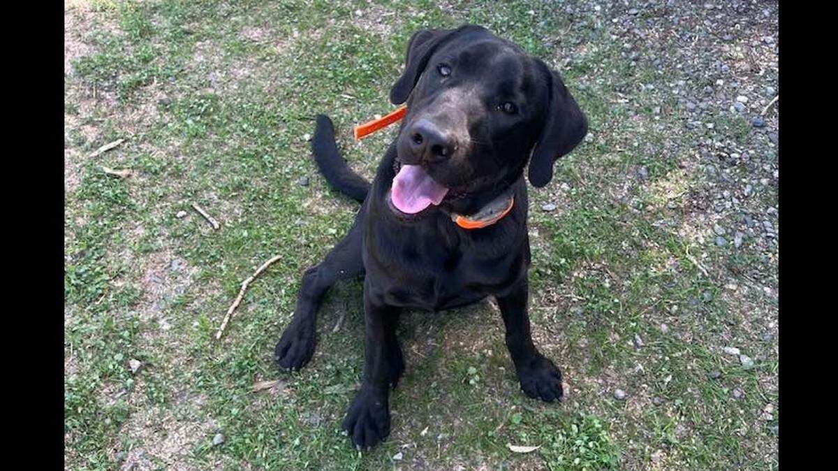 Tank, a black Labrador retriever, was home alone for about two hours. His owner, Dennis Maro, said Tank stuck his head into a cat food bag to reach the last few kibbles and suffocated due to the bag’s velcro.