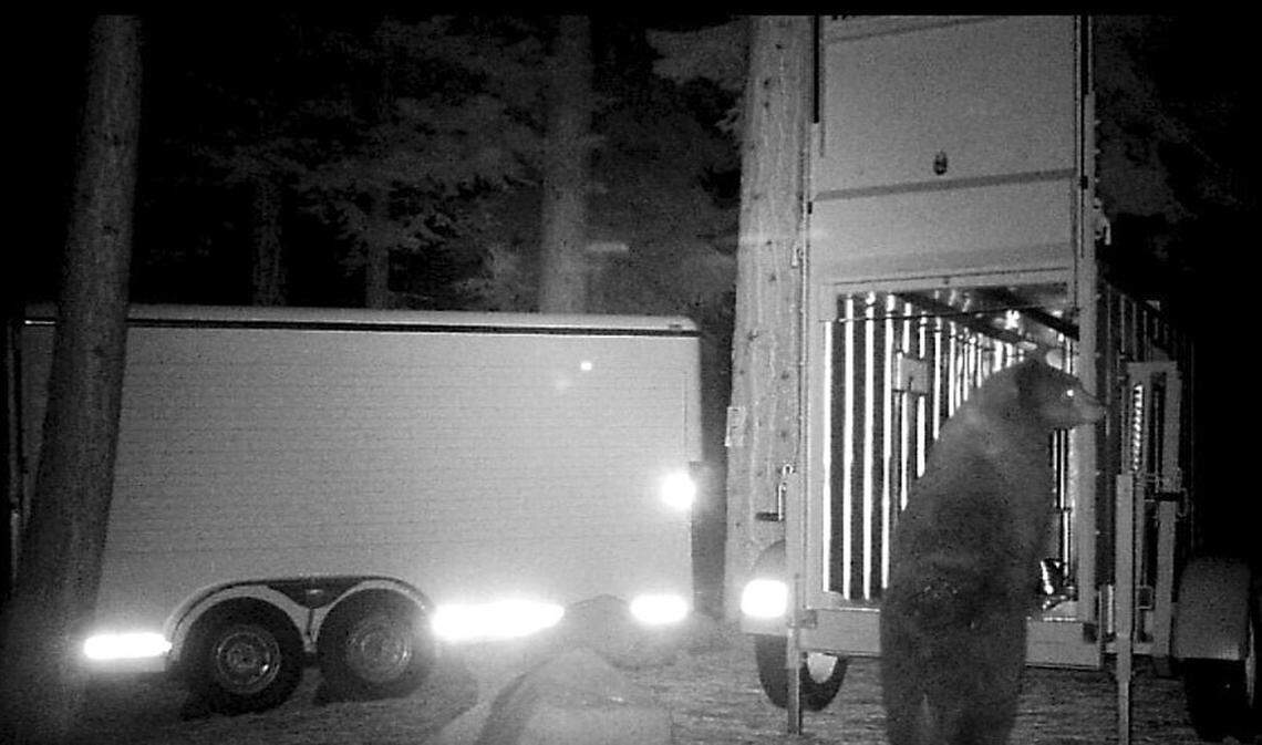 A black bear was photographed right before it climbed into a trap parked on a Tahoe Vista lot in November, 2019. The bear was later killed.