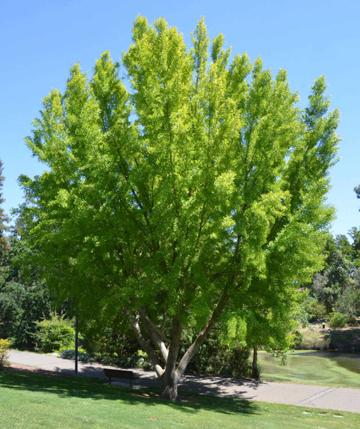Autumn gold ginkgo tree