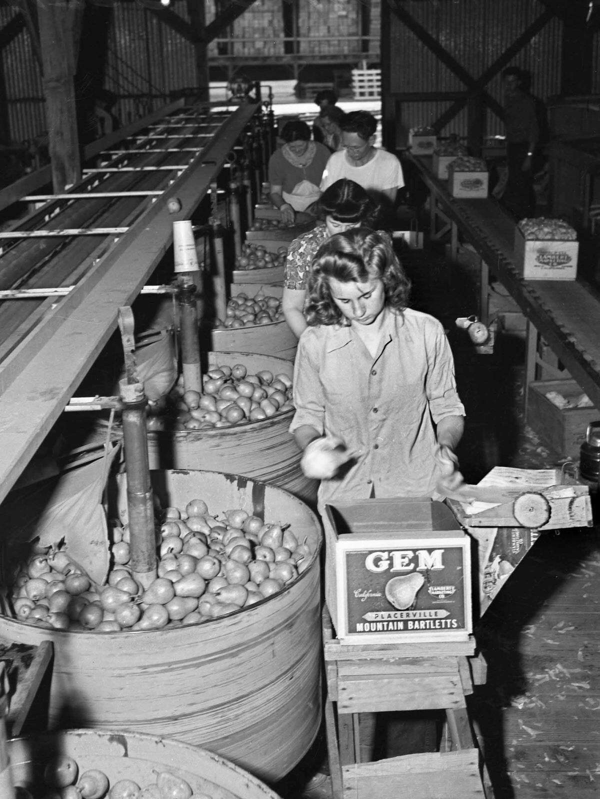 Workers package Bartlett pears at the Libby, McNeill & Libby cannery in East Sacramento, which closed in the 1980s.