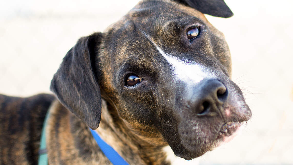Paladin is a terrier/American Staffordshire mix available for adoption at the Sacramento County SPCA.