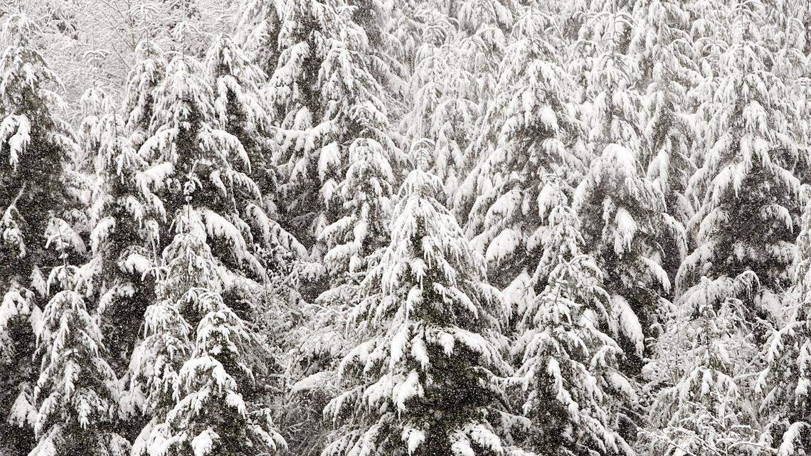 A woman stranded six days in Northern California survived by eating snow and rationing a six-pack of yogurt, Lassen County sheriff’s officials say.