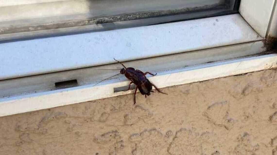 Cockroaches emerge in California heat. Why do they come in your home and can you avoid them?