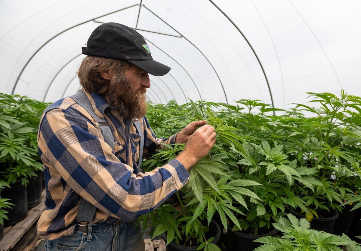 Daniel AuClair, who runs Radicle Herbs with his wife, Blaire AuClair, looks for signs of the sex of their plants in the cannabis greenhouse Friday, April 15, 2022, on their mixed-crop farm in Mendocino County near Covelo.