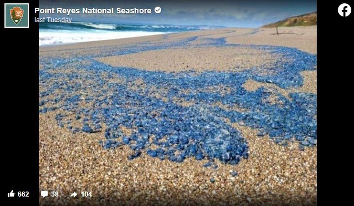 Thousands of blue blobs known as velella velella or by-the-wind sailors are washing ashore on some California beaches.
