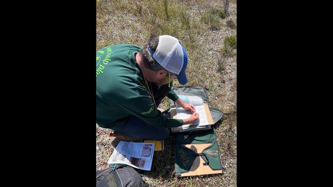 Matt Guilliams collects Santa Ynez groundstar specimens.