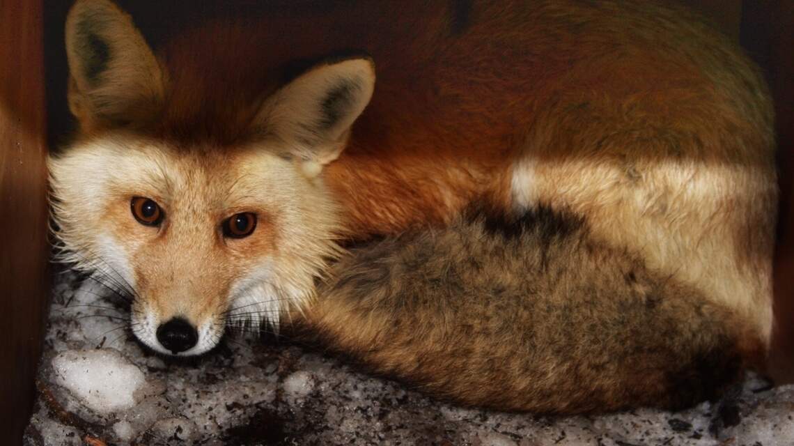 Feds must declare critical habitat for endangered Sierra Nevada fox, judge rules