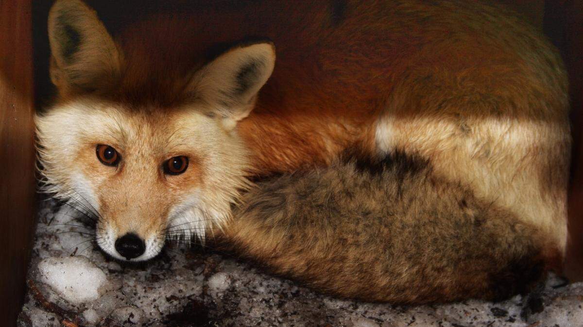 A male Sierra Nevada red fox, captured Feb. 13, curls up in a box trap before scientists release it to the forest near Lassen Volcanic National Park at Mineral.