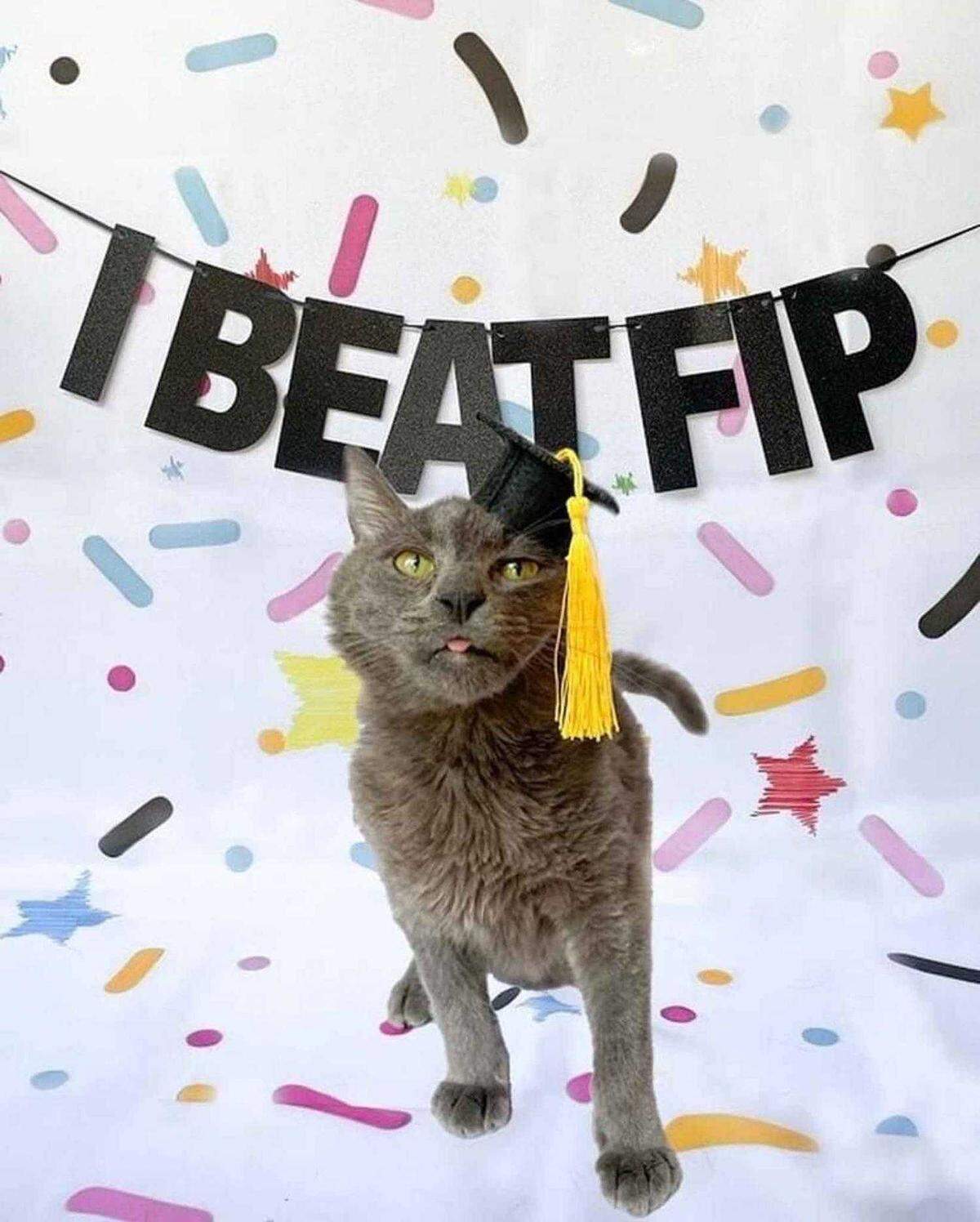 Grayson was declared medically cleared of FIP after 16 weeks of treatment.