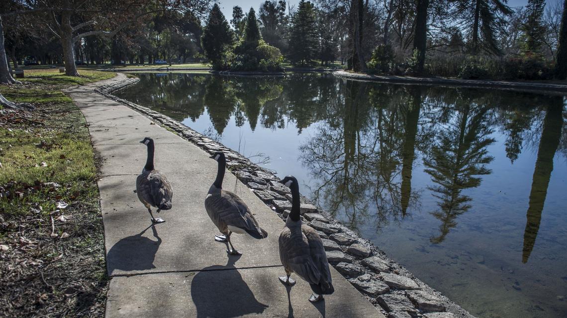 Geese walk along Boat Lake pond in Land Park in Sacramento, which reopened in January after a lengthy reconstruction project.