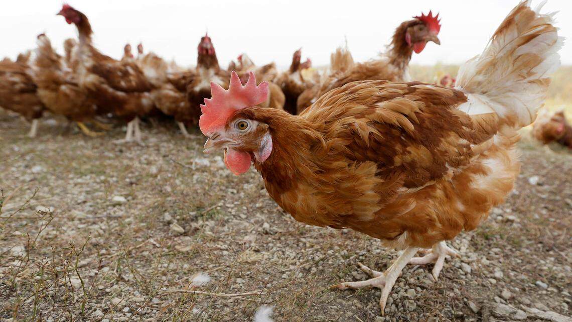 The first U.S. human case of H5 bird flu, avian influenza, was found in a Colorado man, the CDC said. Millions of birds have been infected with the virus.