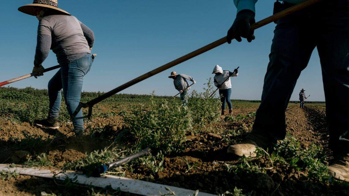 A new group wants to help Stanislaus farmworkers. It can’t find any to join it | Opinion