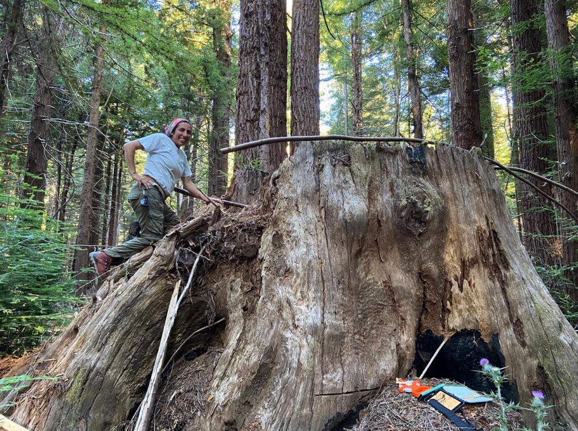 Researcher Belle Philibosian with USGS Earthquake Science Center climbs performs analysis of redwood in the San Andreas Fault in late Aug. 2022