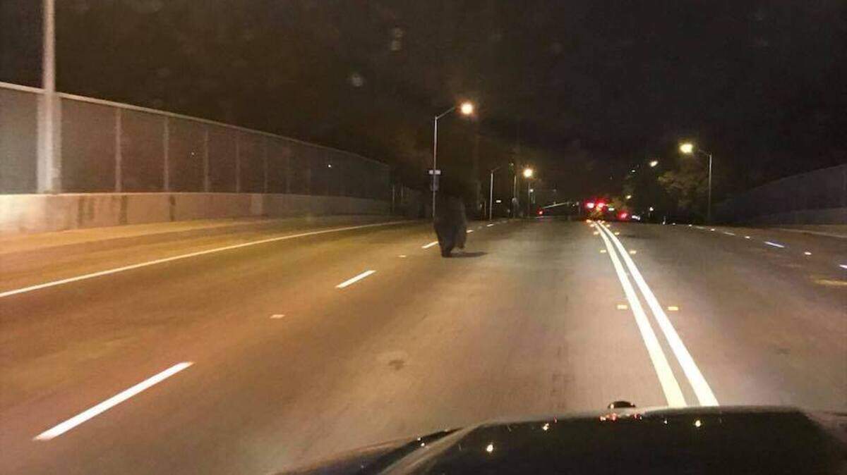 Redding Police Department cameras captured a black bear walking through the streets of Redding on Monday, Sept. 17, 2018.