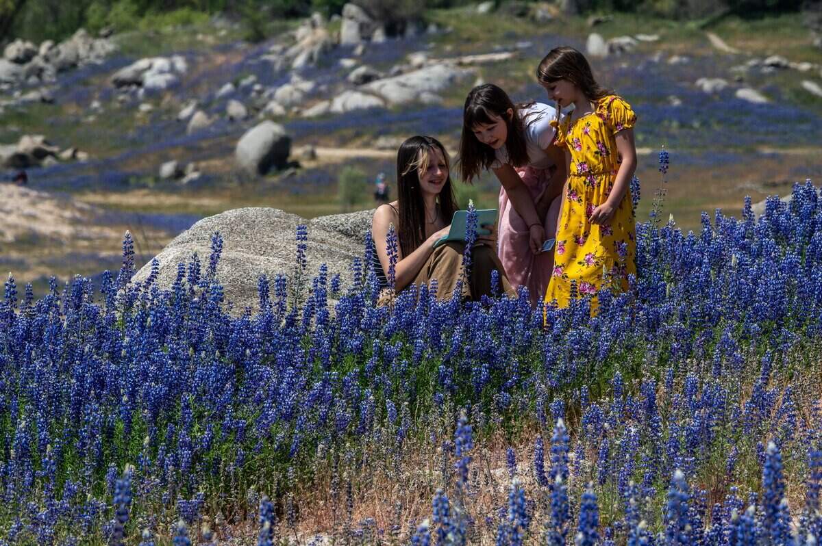 20. Ella Kalinovskiy, 13, left, and her sisters Evalina, 10, and Eliana, 7, look over pictures taken during the super bloom of lupine fields at Beeks Bight at Folsom Lake on Friday April 23, 2021 in Granite Bay.
