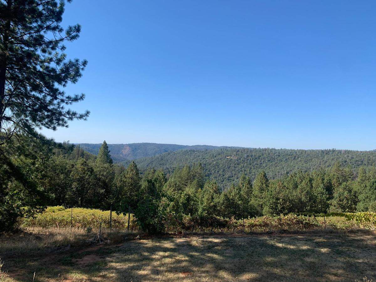The view from Wofford Acres Vineyard on Apple Hill.