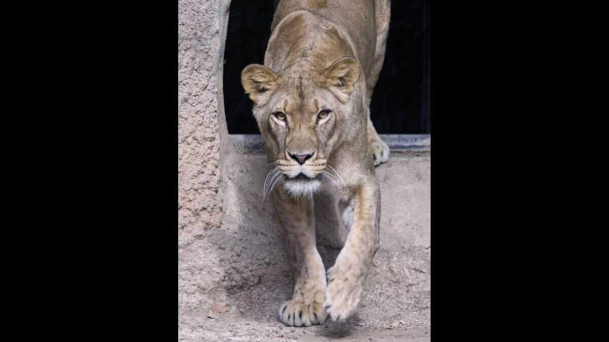 Binti, a lioness, prowls in this photo provided by the Sacramento Zoo. She recently arrived to the Land Park location after being transferred from the Detriot Zoo.