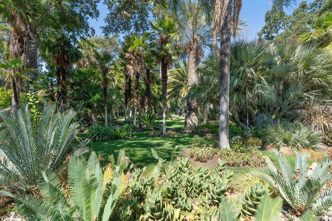 Rare and sought-after palm trees in the garden in Walnut Creek.