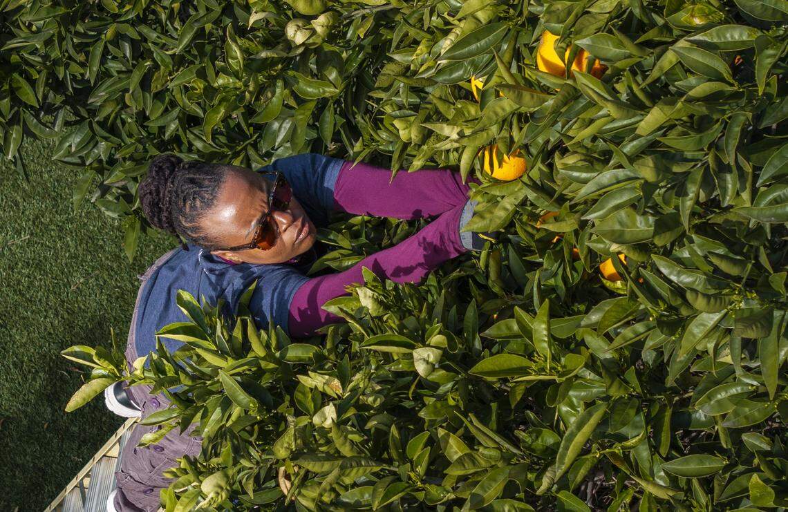Kelle Byrd, of Stockton, a volunteer with Community Fruit based in Oak Park picks oranges at a home in River Park on Monday, Feb. 23, 2026.