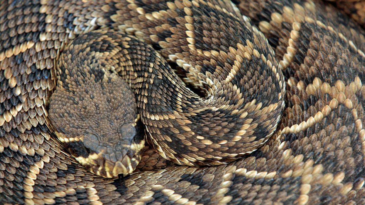 A 3-year-old was bitten by a rattlesnake in California while helping her father take out the trash, media outlets report. (AP Photo/Dave Martin)