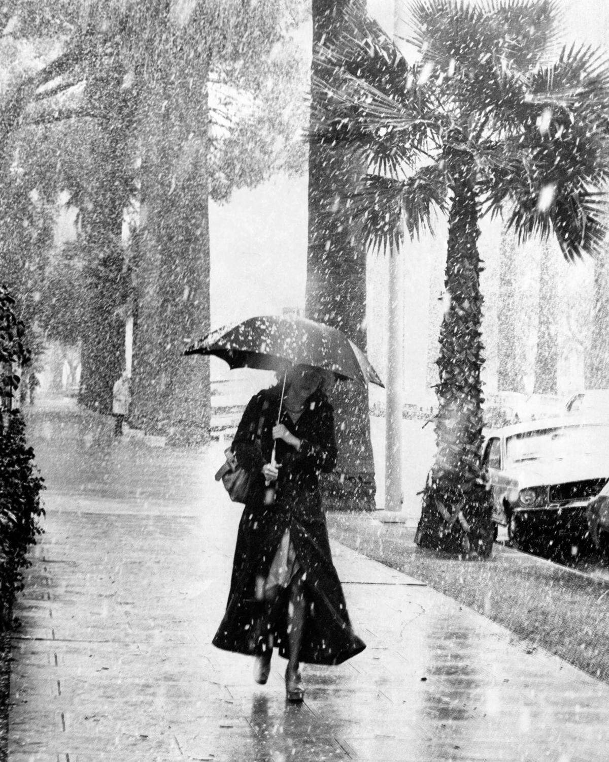 A Sacramento resident tries to get some protection from the weather as snow falls amid downtown Sacramento palm trees on Feb. 5, 1976.