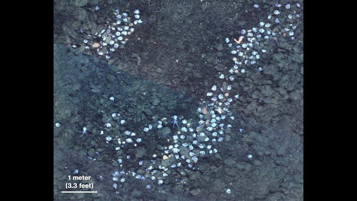 Nearly 6,000 pearl octopuses nest in the garden, video surveys show.