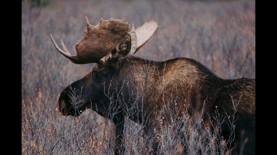 A moose (not the one pictured) that was acting aggressively towards people has been diagnosed with rabies, according to wildlife officials.