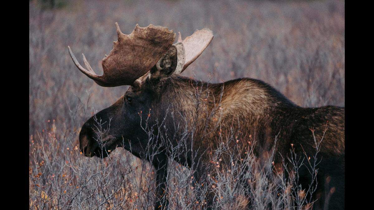 A moose (not the one pictured) that was acting aggressively towards people has been diagnosed with rabies, according to wildlife officials.