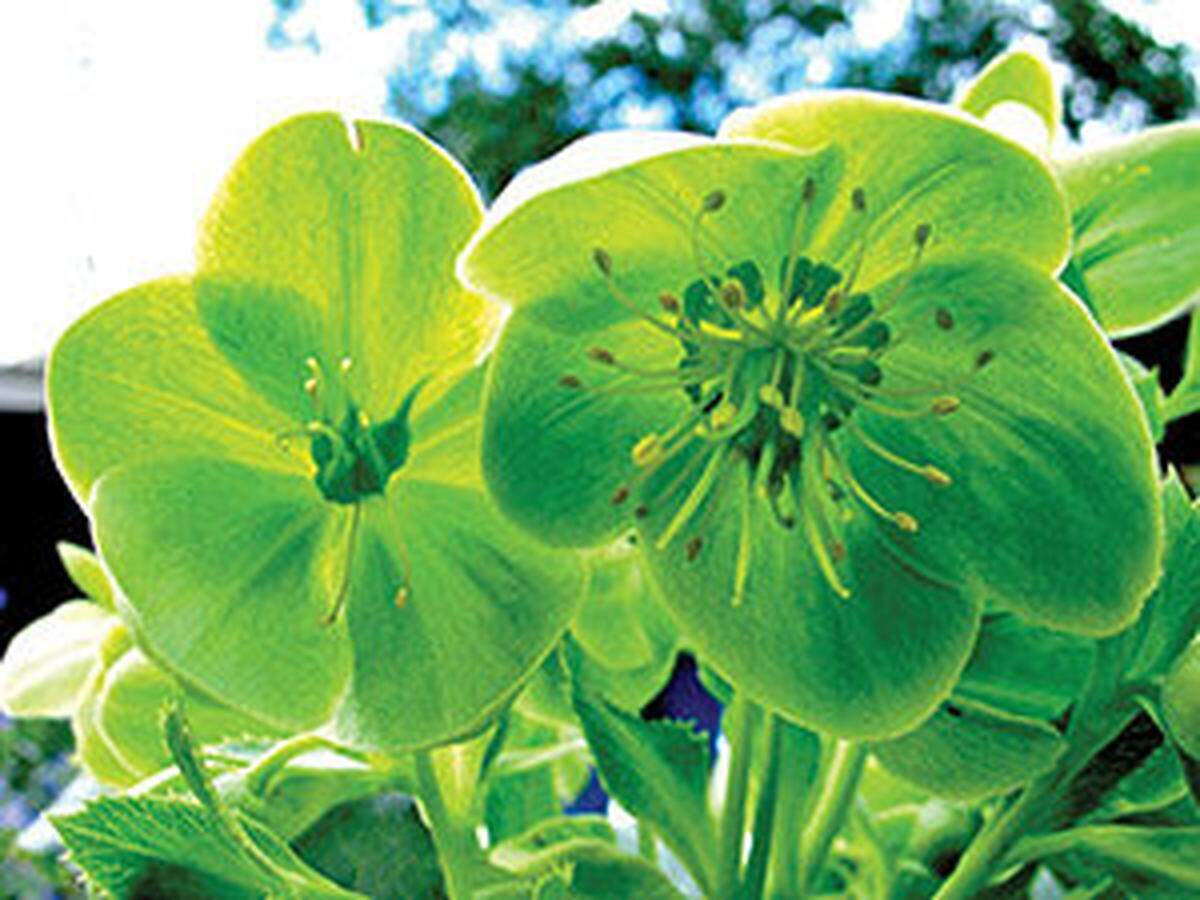 Corsican hellebores thrives in full sun in Western Washington and have pale green flowers and holly-like evergreen foliage.