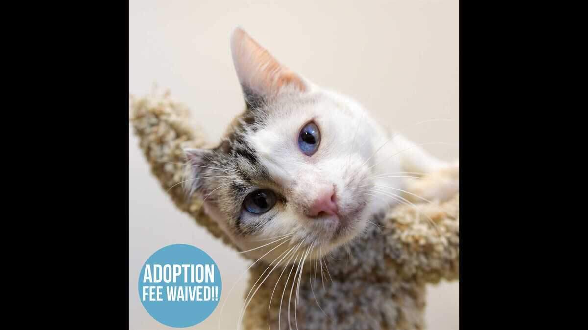 Serena is a 7-year-old spayed Siamese mix available for adoption at the Sacramento County SPCA.