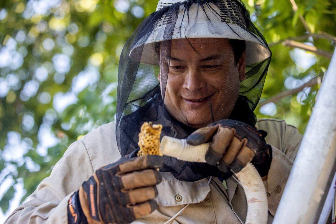 Volunteer beekeeper Jeff Goding vacuums a comb to collect bees near Freeport Boulevard on Monday morning on Monday, May 10.