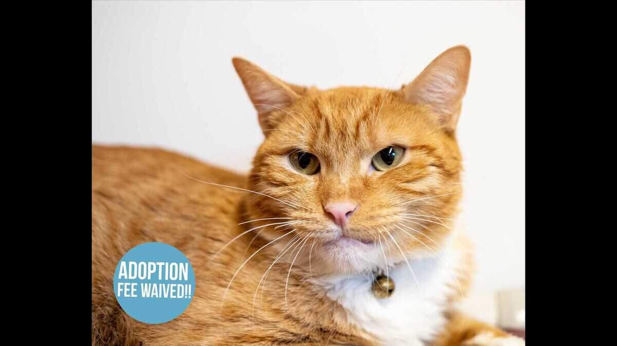 Cheesy Potato is a 2-year-old neutered male available for adoption at the Sacramento County SPCA.
