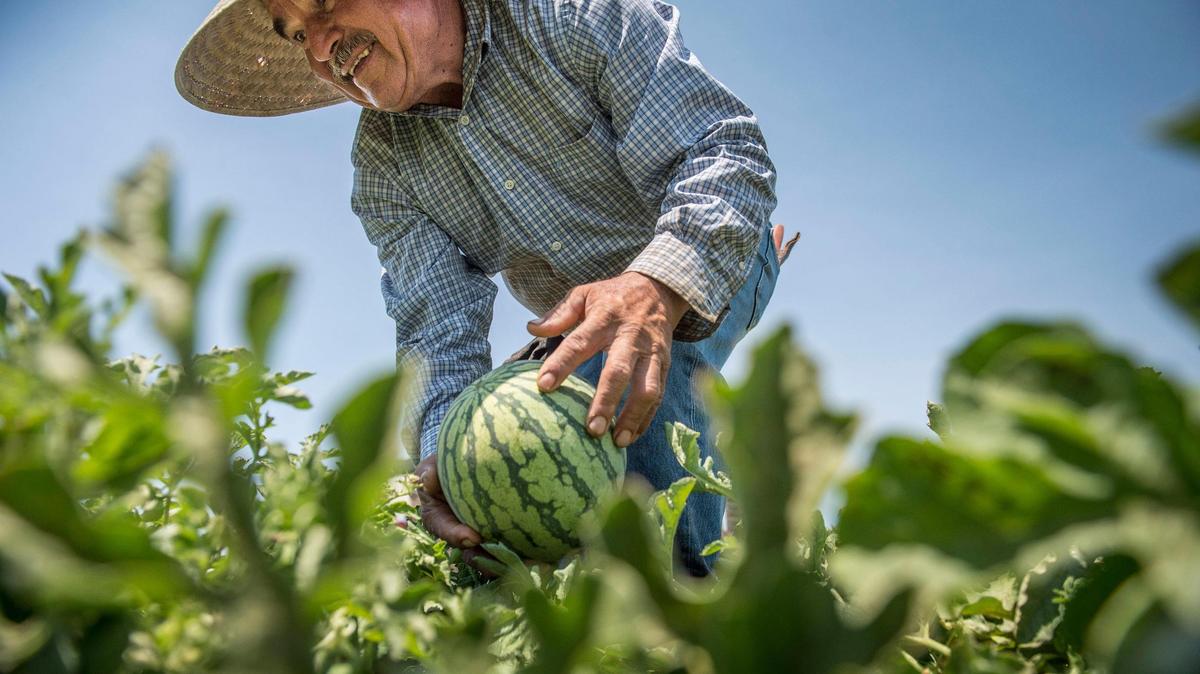Jose Gilberto Anaya of Phoenix cuts organic watermelons in June 2018 at Del Bosque Farms in Firebaugh.