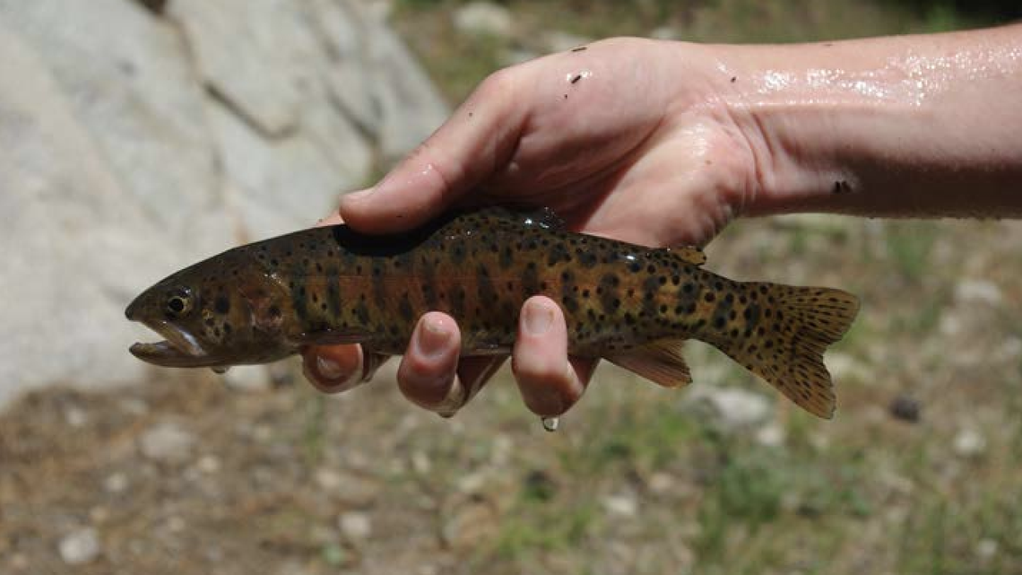 Climate change threatens California freshwater fish. We can do something about it, experts say.