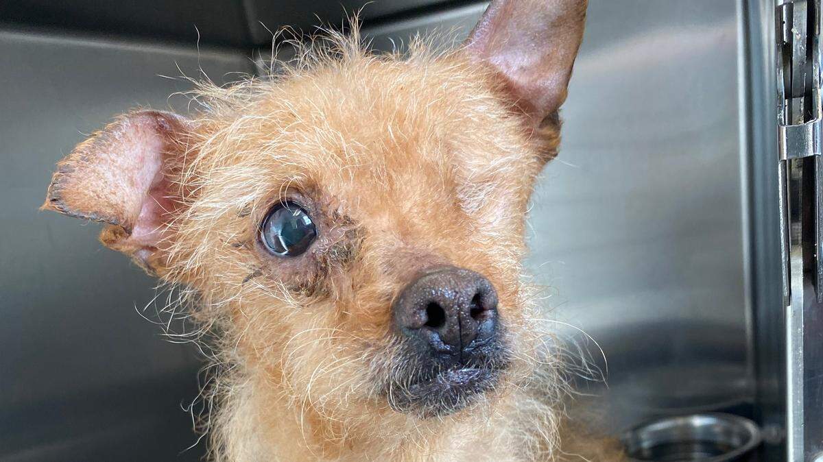 A dog recovers after Yuba County deputies served a search warrant at a home in Olivehurst and removed several animals.