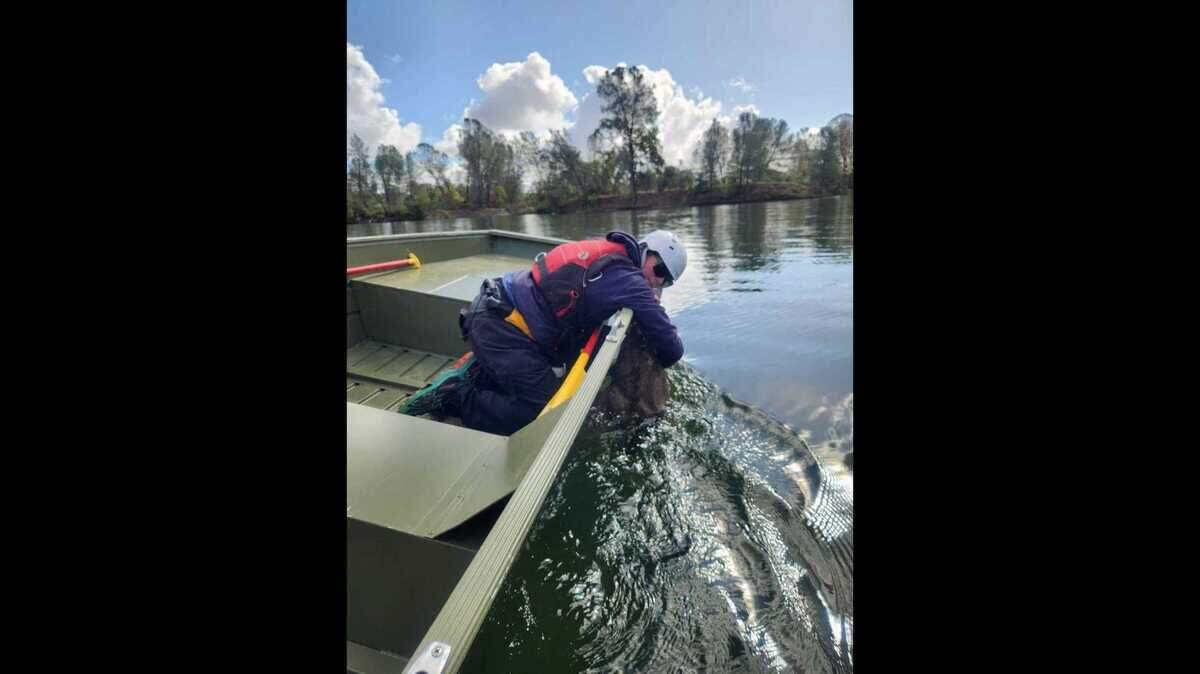 A Sacramento Metropolitan Fire District firefighter rescues a fawn Tuesday during an annual training to help crews become proficient at operating different types of boats.