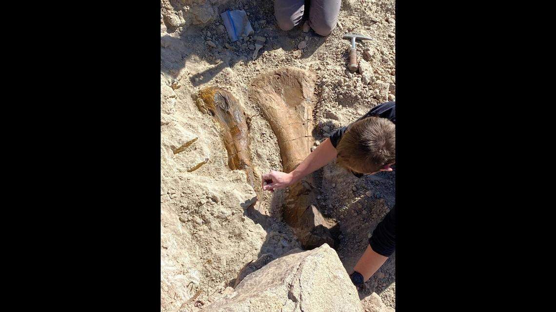 Two large prehistoric fossils were unearthed after a canyon hiker stumbled on one of them, a Colorado museum said.