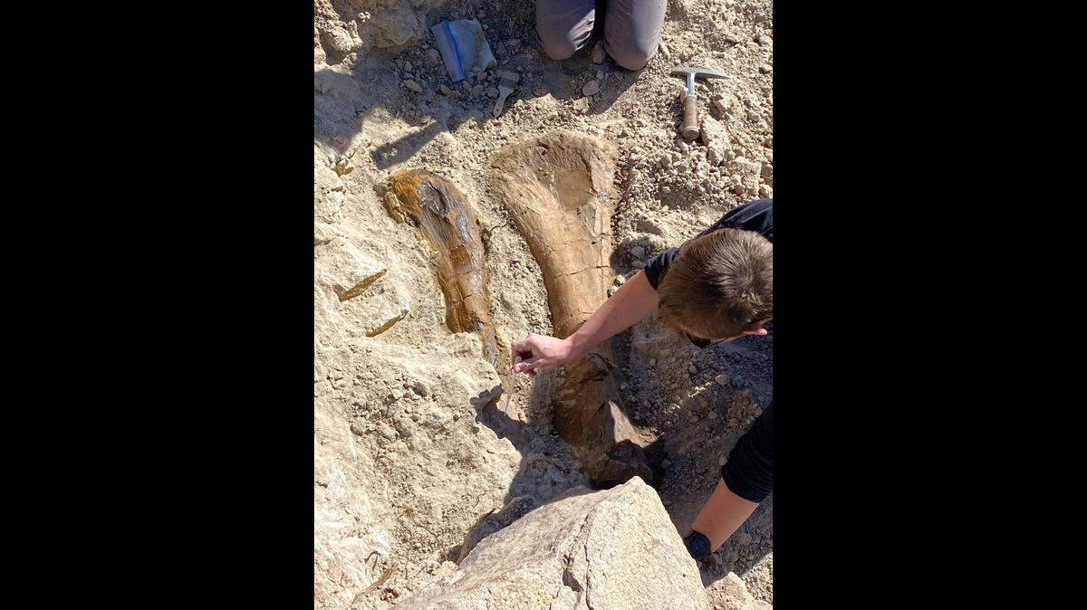 Two large prehistoric fossils were unearthed after a canyon hiker stumbled on one of them, a Colorado museum said.