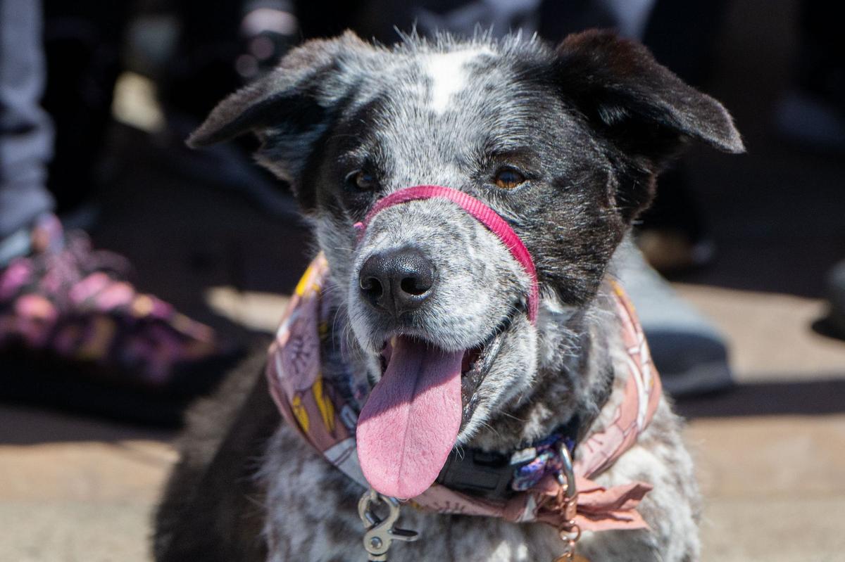 A dog sits in front of a small crowd as employees take a group photo during the new Veterinary Emergency Group location’s ribbon cutting ceremony in Elk Grove on Wednesday. The hospital provides emergency services including surgeries, X-rays and ultrasounds.