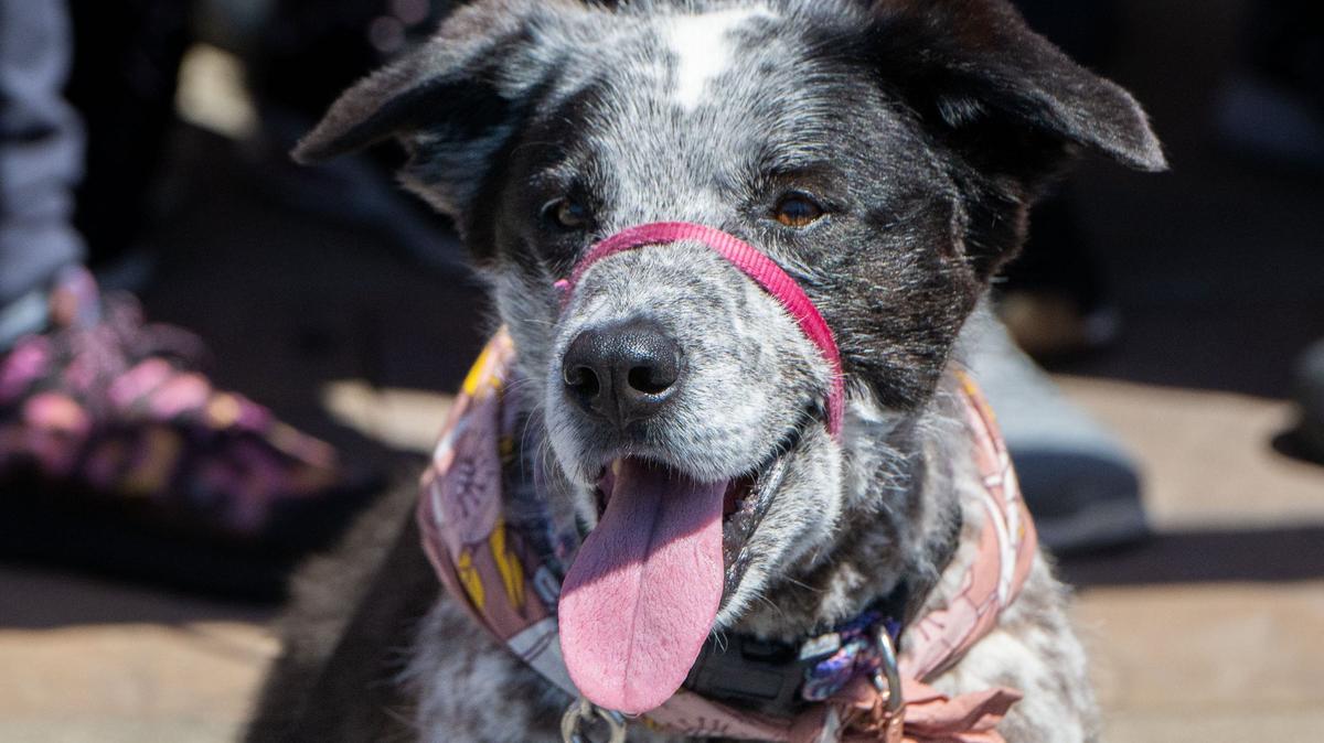 A dog sits in front of a small crowd as employees take a group photo during the new Veterinary Emergency Group location’s ribbon cutting ceremony in Elk Grove on Wednesday, Aug. 7, 2024. The hospital provides emergency services including surgeries, X-rays and ultrasounds.