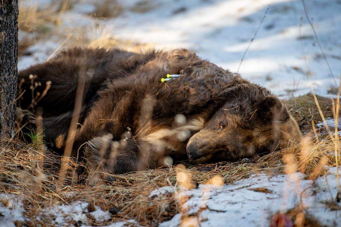 A California Black Bear in a field near a residential area of South Lake Tahoe, Thursday, Dec. 19, 2019, after the California Department of Fish and Wildlife tranquilized the bear for transport to the vet. The bear had been reported laying in a field for two days and was unable to stand up or walk.