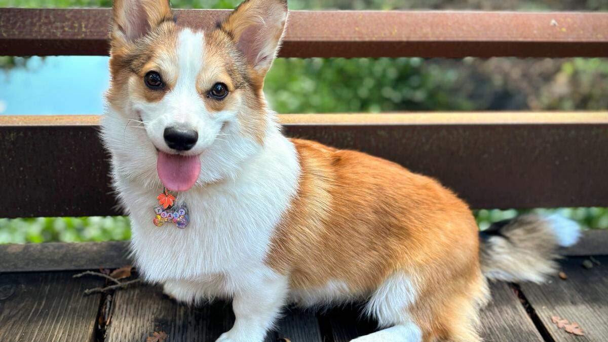 The cutest dog contest launched in October, and Toast emerged as the winner through two rounds of voting. About a dozen dogs in and near the Sacramento area were entered.