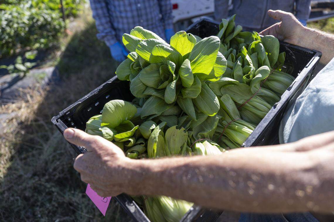 Steven Dambeck carries a box of bok choy earlier this month as he collects fresh vegetables and fruit from small farmers in Marysville.